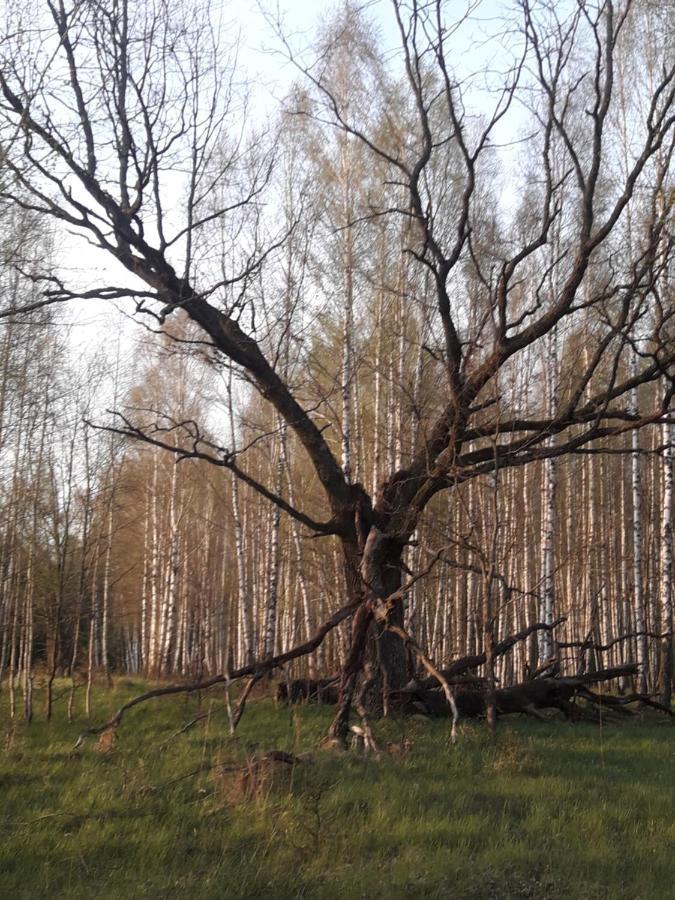 In Nature Біловежа Екстер'єр фото