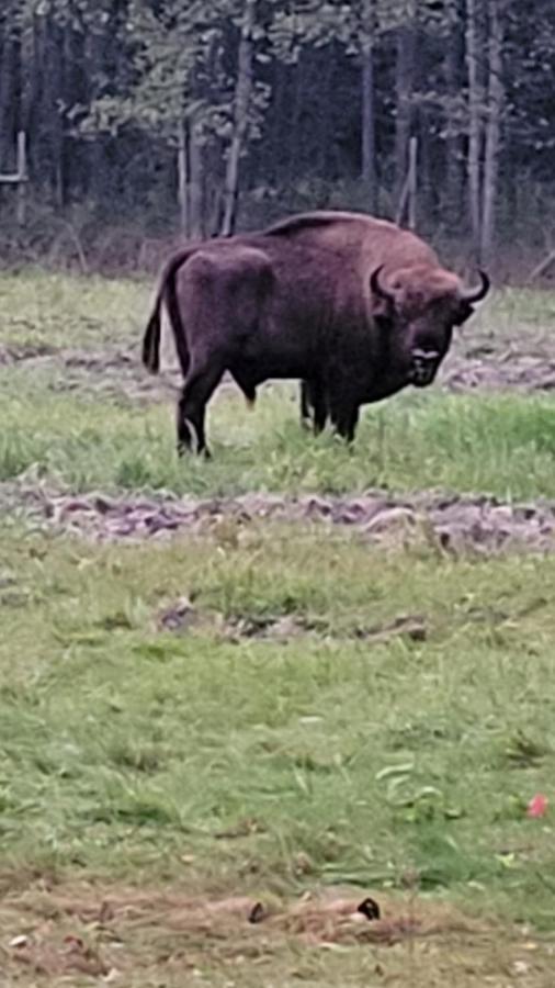 In Nature Біловежа Екстер'єр фото
